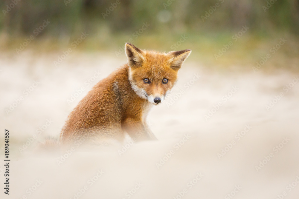 Fototapeta premium red fox cub