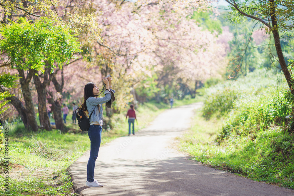 Woman take a sakura cheery blossom photo Woman take a sakura cheery blossom photo