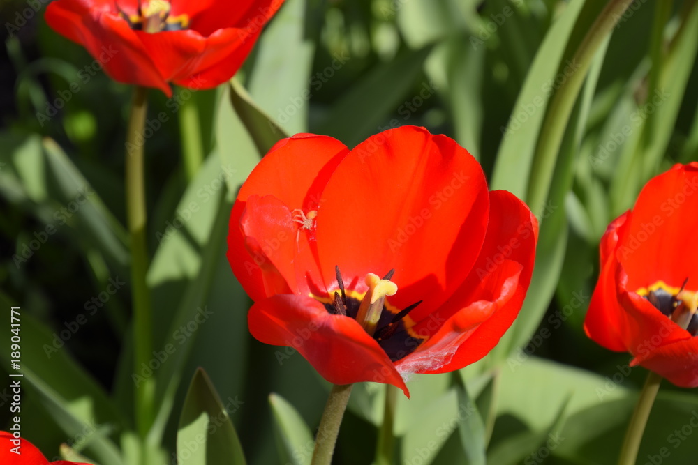 Red tulips bloom in the flowerbed. Flowering of tulips Red tulips bloom in the flowerbed. Flowering of tulips