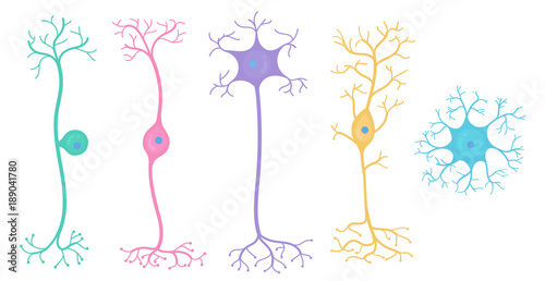 Basic neuron types photo