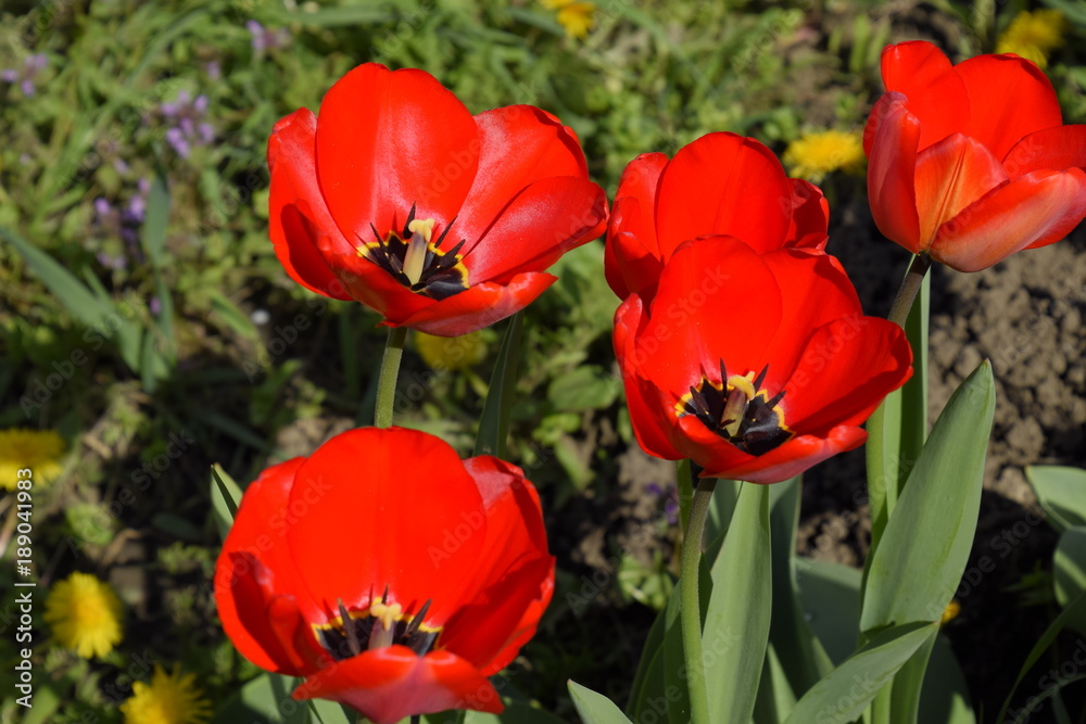 Red tulips bloom in the flowerbed. Flowering of tulips