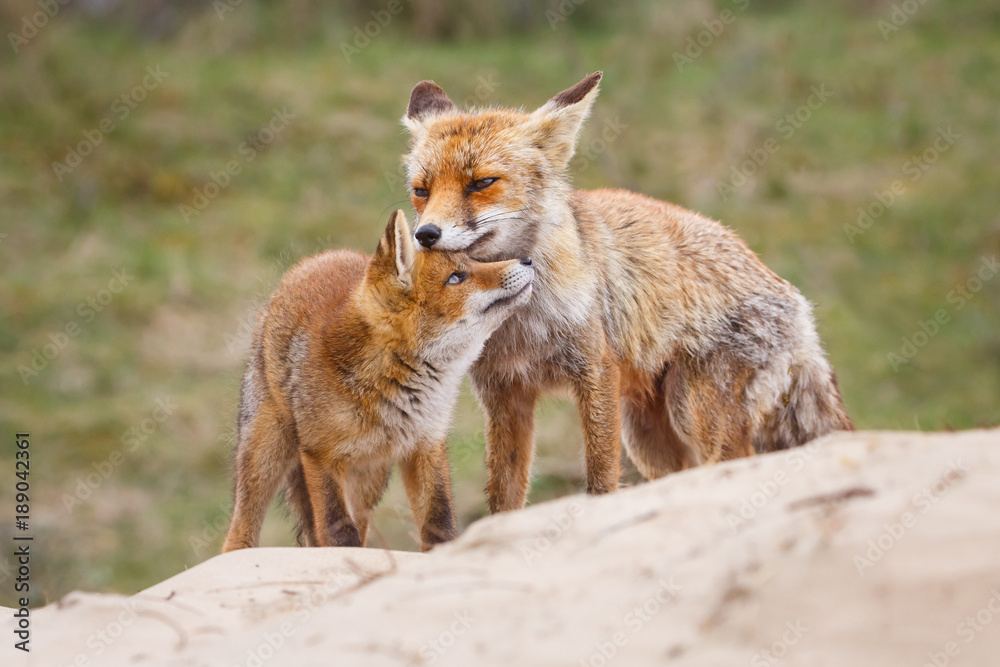 Red fox. Vixen with cub