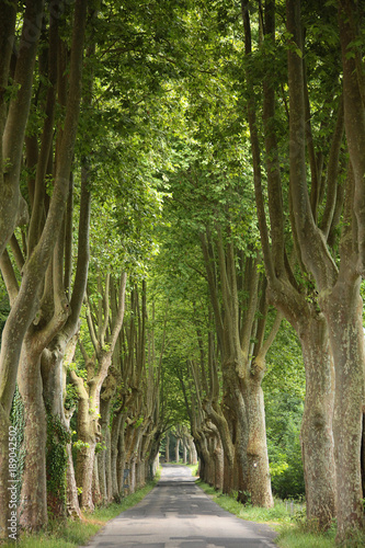 Beautiful deserted tree-lined avenue in the french countryside