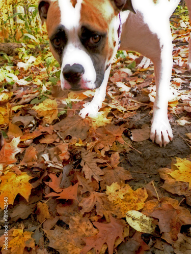 Fotografía American Bull Dog Matilda