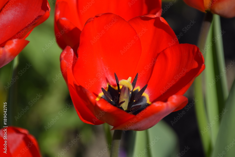 Red tulips bloom in the flowerbed. Flowering of tulips Red tulips bloom in the flowerbed. Flowering of tulips