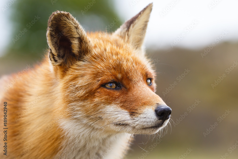 Fototapeta premium Red fox portrait