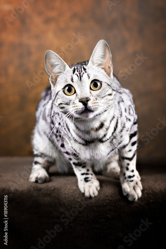 Fototapeta Naklejka Na Ścianę i Meble -  Silver Bengkal Katze - Mini Leopard 