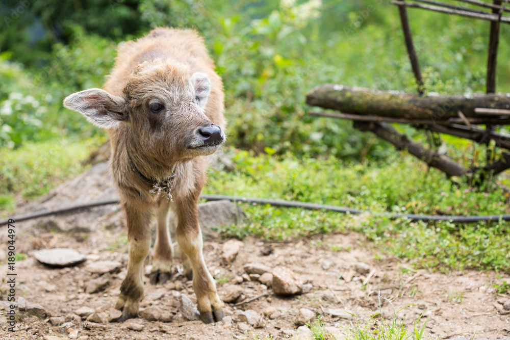 Fototapeta premium little cute calf with big ears; young buffalo