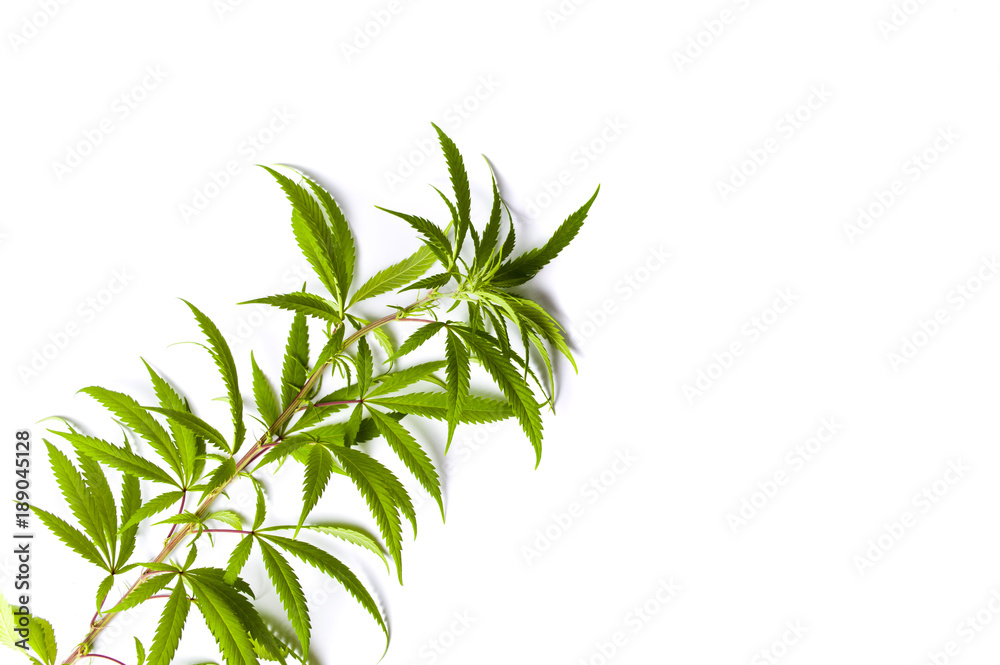 Marijuana branch isolated on white Marijuana branch isolated on white