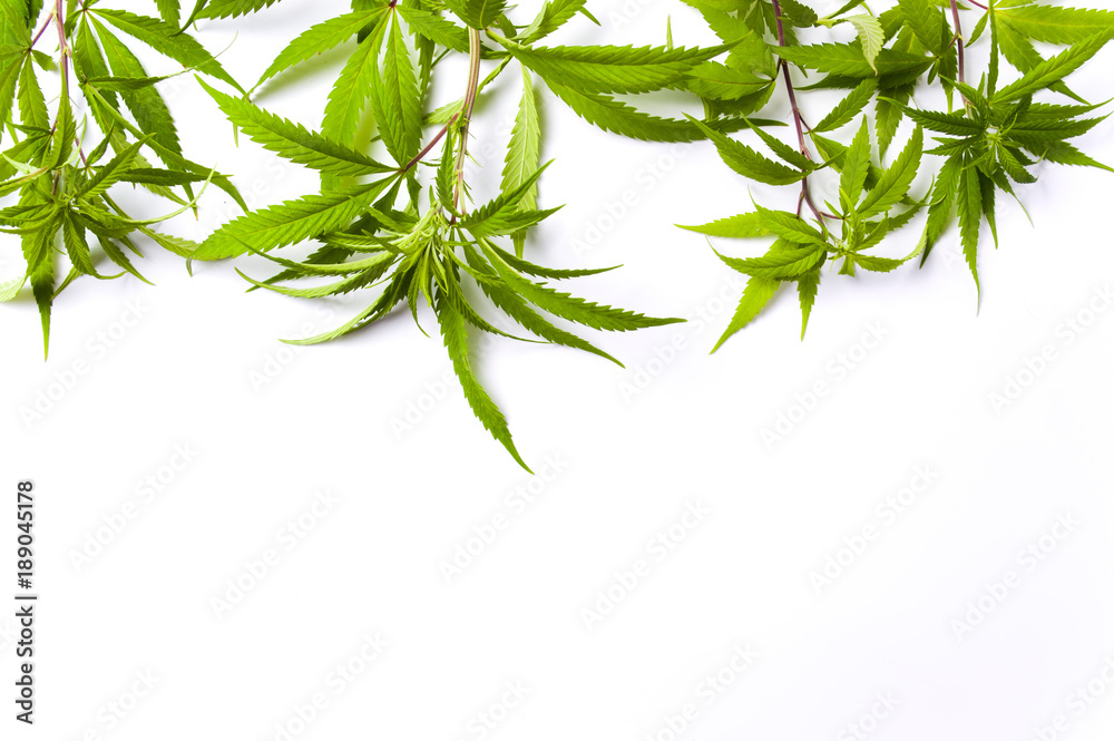Marijuana branches isolated on white