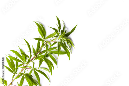 Marijuana branch isolated on white