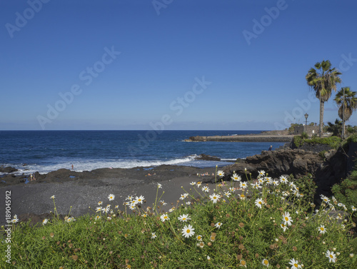 view on Playa Jardin beach in Puerto de la Cruz, Tenerife with blue sea horizon, rocks, sand and blooming daisy flowers and palm tree with blue sky background