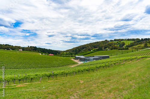 Panoramic landscape of vineyard with green grape vines