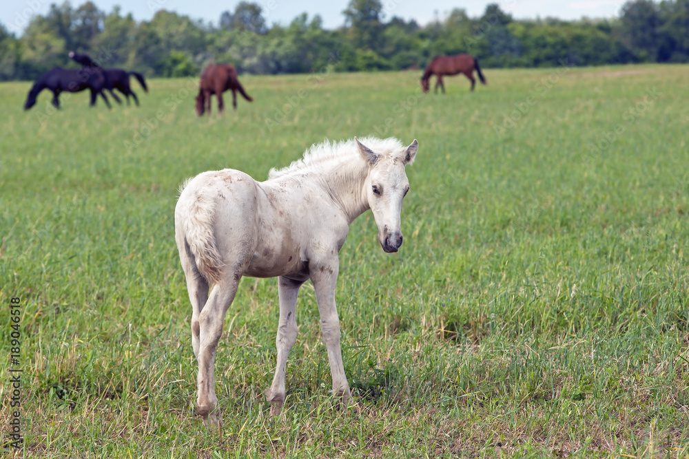 the little white foal grazing in the meadow the little white foal grazing in the meadow