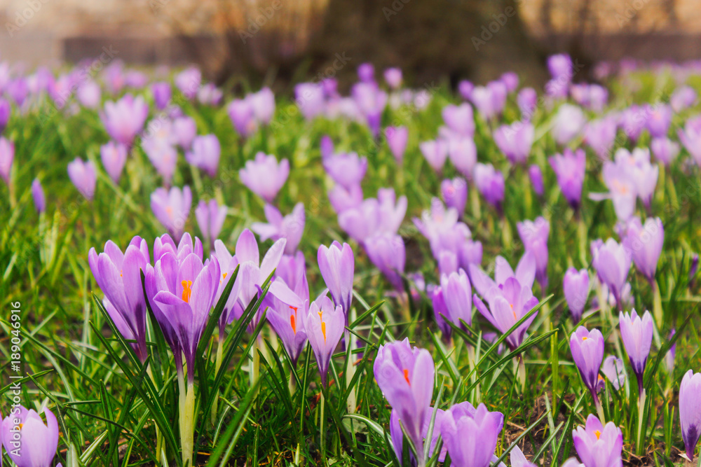 Blooming crocus napolitamus