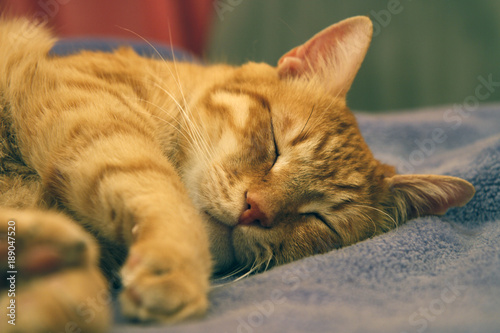 Cat sleeping on blanket