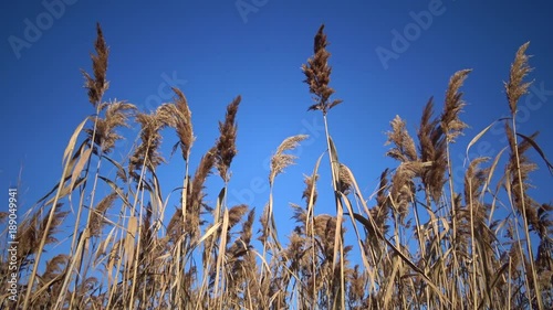 Reed against the background of a blue sky waving in the wind, Bolgradsky district, Lake Yalpug, Ukraine photo