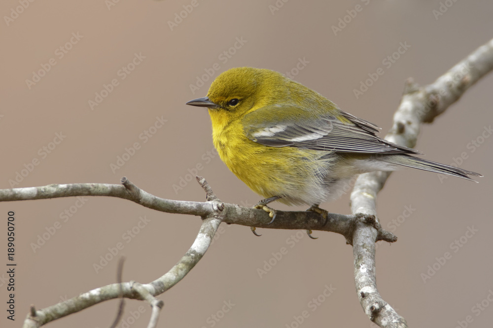 Obraz premium Yellow Bird on Tree Branch, Pine Warbler