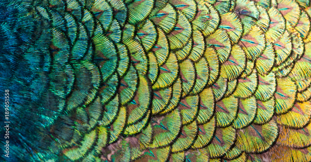 Naklejka premium Peacocks, colorful details and beautiful peacock feathers.