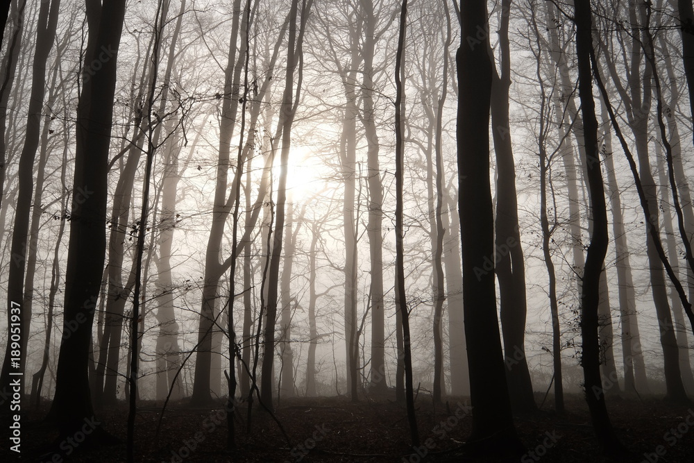 Obraz premium Wald am Morgen