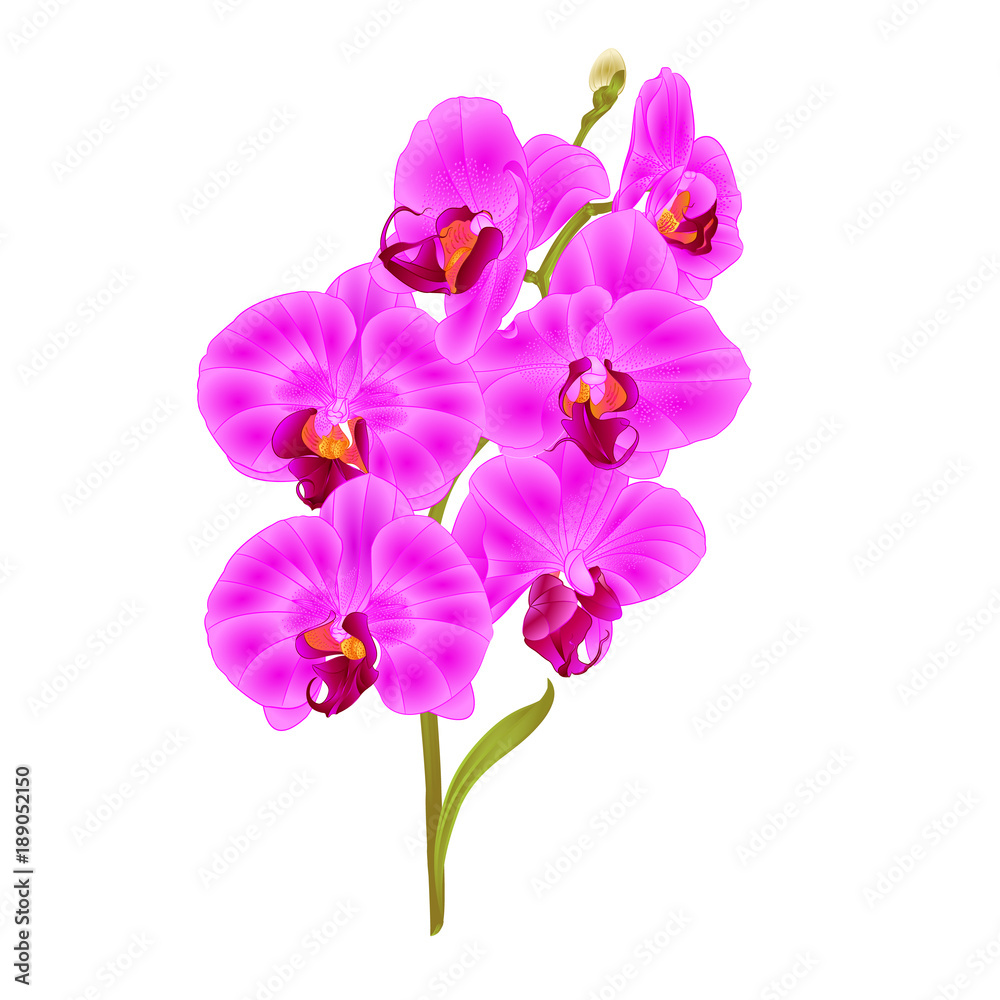Branch orchid Phalaenopsis purple flowers and leaves tropical plants stem and buds on a white background vintage vector botanical illustration for design editable hand draw Branch orchid Phalaenopsis purple flowers and leaves tropical plants stem and buds on a white background vintage vector botanical illustration for design editable hand draw