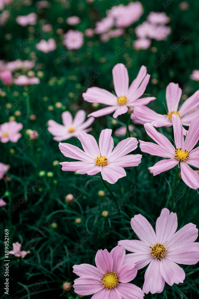 Flowers Flowers
