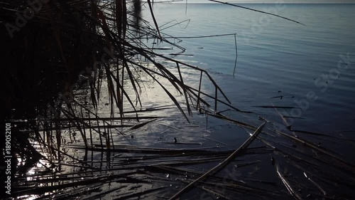 Beautiful scenery on the lake, dry cane, reflection of the sun in the water, small waves on the blue water, Bolgradsky district, Lake Yalpug, Ukraine photo