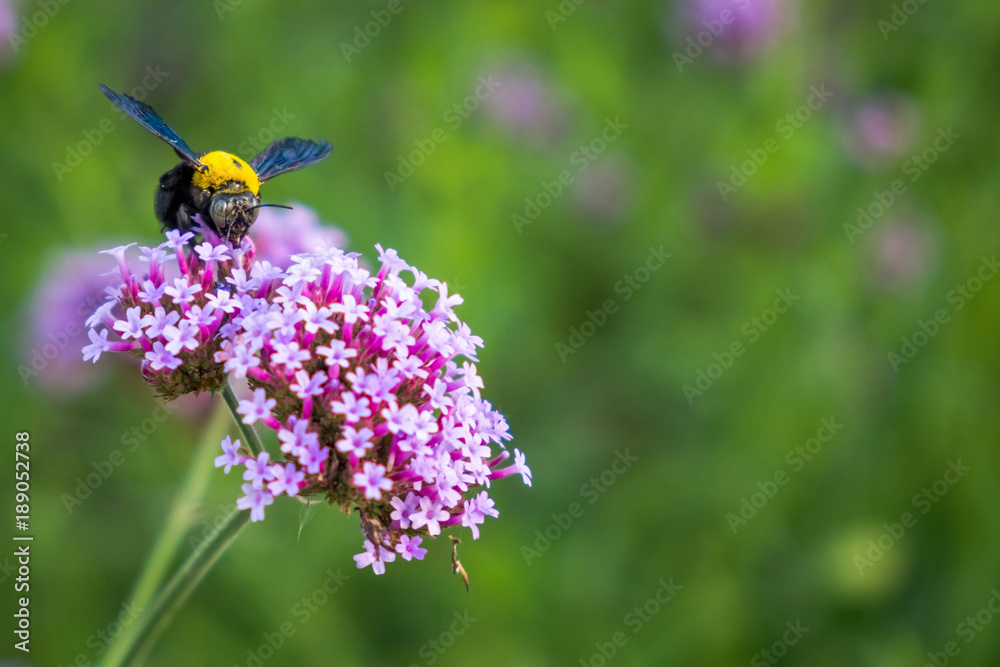 Purple Verbena tiny flowers with bumble bee in morning sun Purple Verbena tiny flowers with bumble bee in morning sun