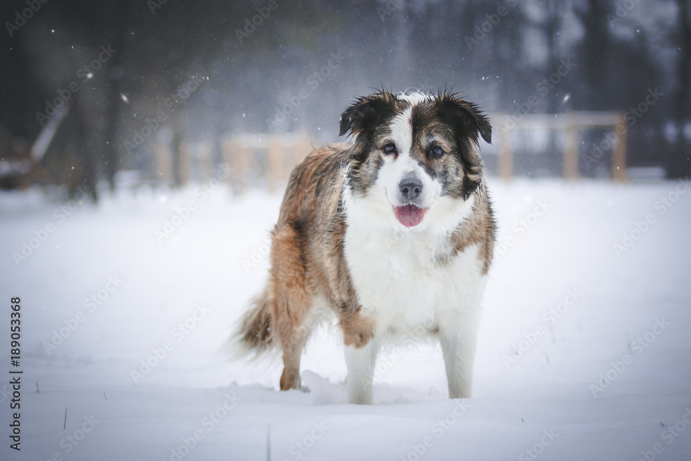 Border Collie im Schnee Border Collie im Schnee