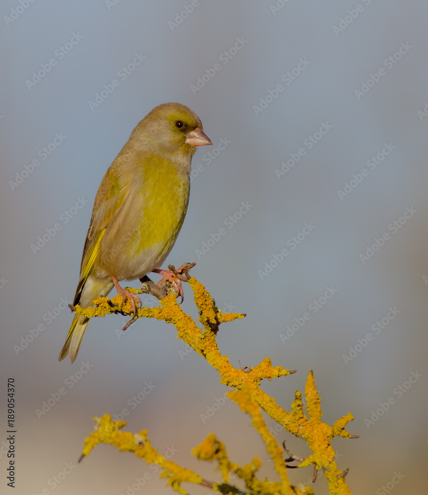Obraz premium European Greenfinch - Carduelis chloris / Chloris chloris