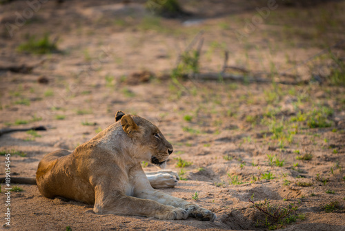 lioness resting in grassland