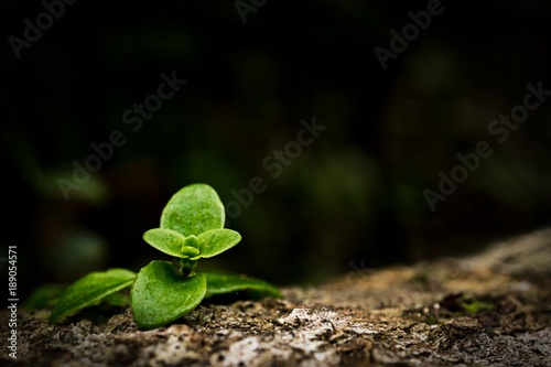 Close up image of small green plant growing on trunk in forest.