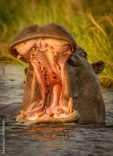 Hippo opening mouth © HenryWphoto