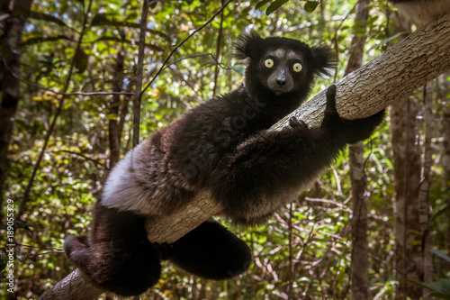 Indri Indri (Babakoto) photo