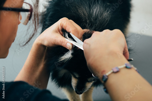 female hand grooming dog fur on ear, grooming dog at salon
