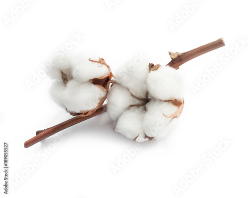 Cotton white dry flower two bud on branch isolated on white background