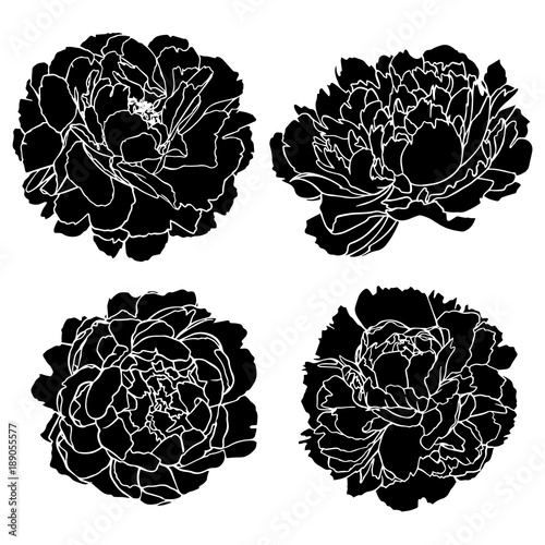 Set vector silhouettes of hand drawn peony flowers isolated