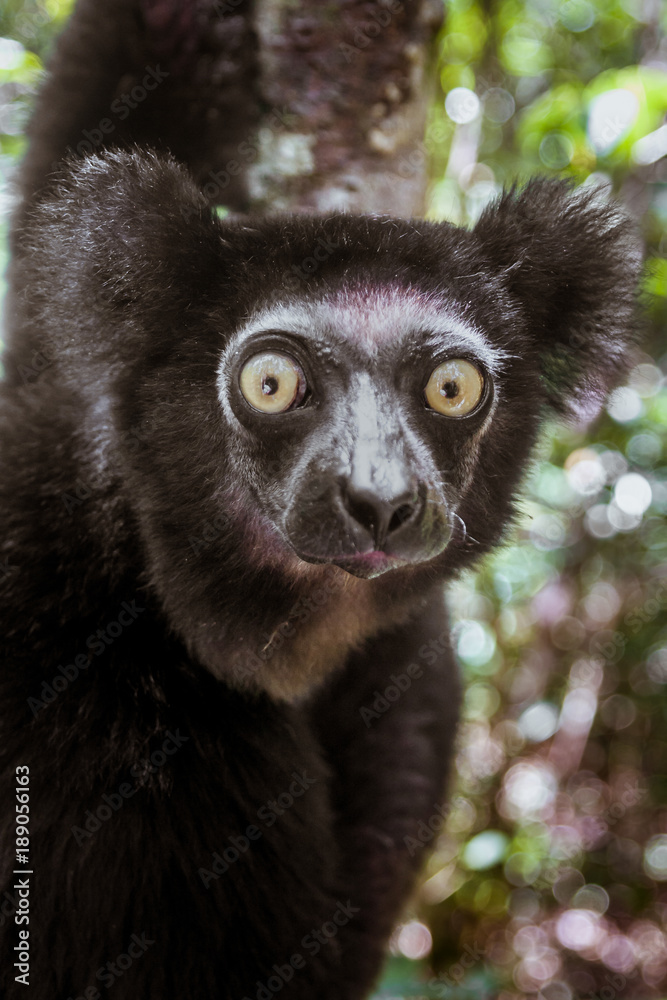 Obraz premium Indri Indri (Babakoto)