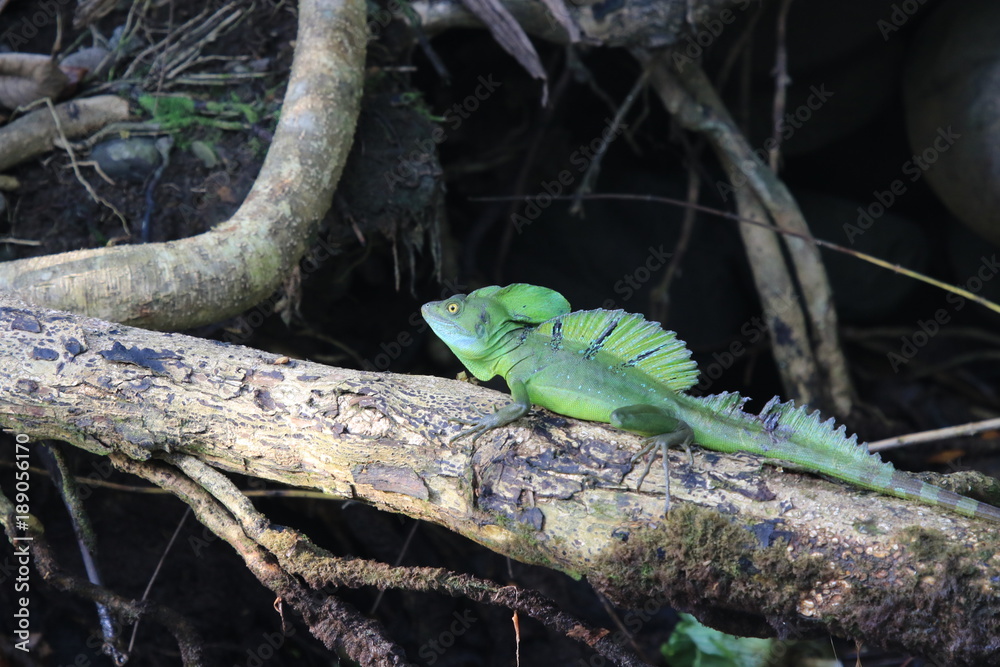 Obraz premium wild green basilisk in costa rica