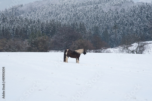 Pferd steht auf verschneiter Weide