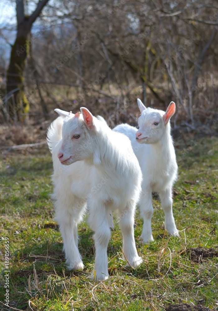 Goat kids Goat kids