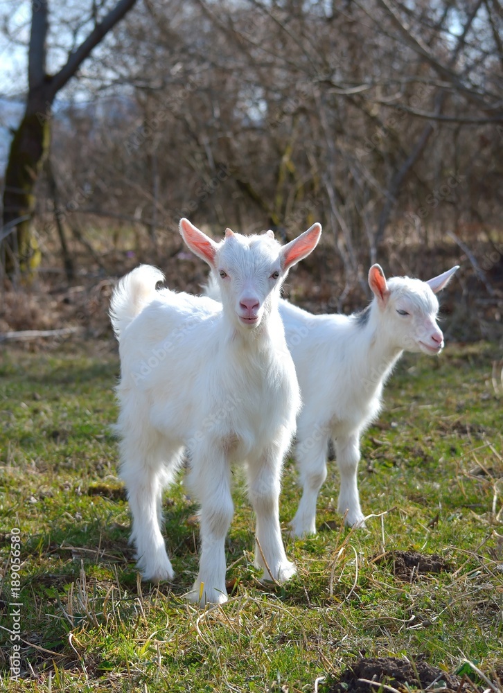 Obraz premium Goat kids
