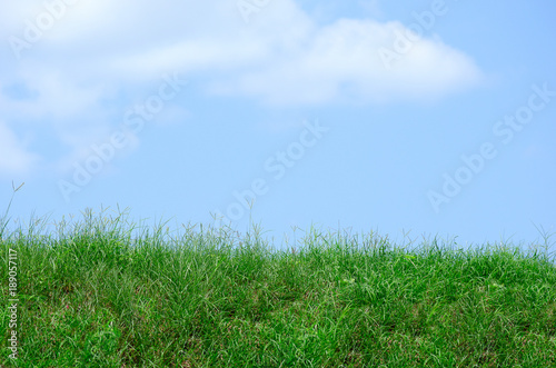 Ragged wild uncut rich green grass and weeds, field, meadow or lawn hill against a blue sky with fluffy clouds.