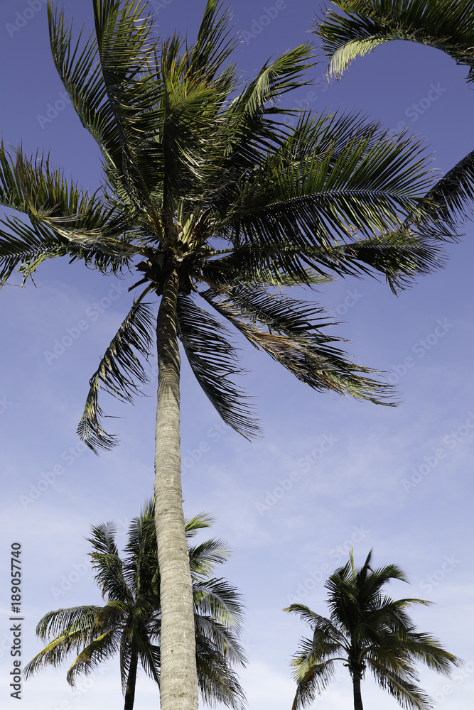 palm trees palm trees
