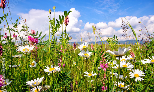 Frühlingserwachen: Meditation, Glück, Freude, Entspannung: Relaxen in Blumenwiese mit leuchtend schönen Margeriten unter blauem Himmel mit Sonne :)