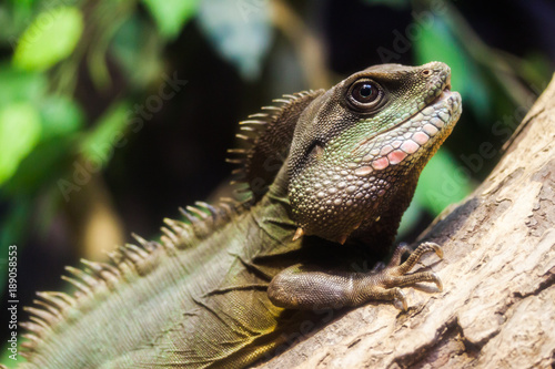 Lizard or iguana on a tree