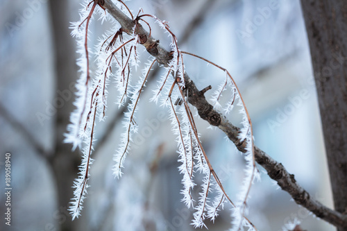 Frosty winter branch details close-up covered with white snow photo