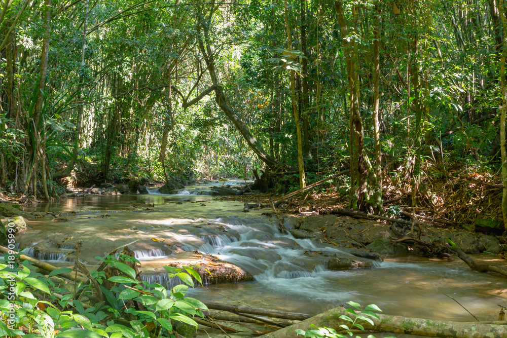 Fototapeta premium stream in forest