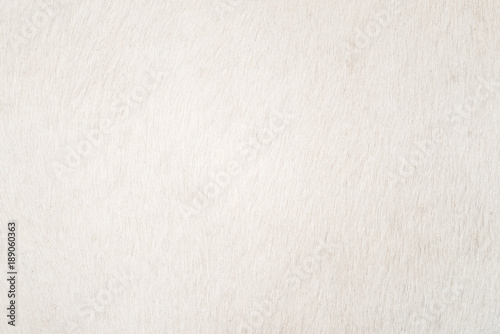 Fotografi White Cowhide for background or texture, white fur