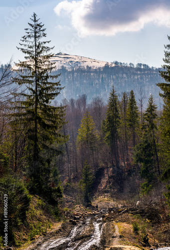 dirt road through brutal deforestation area. sad scenery of poor nature environment. summy springtime day in mountains with snowy peak